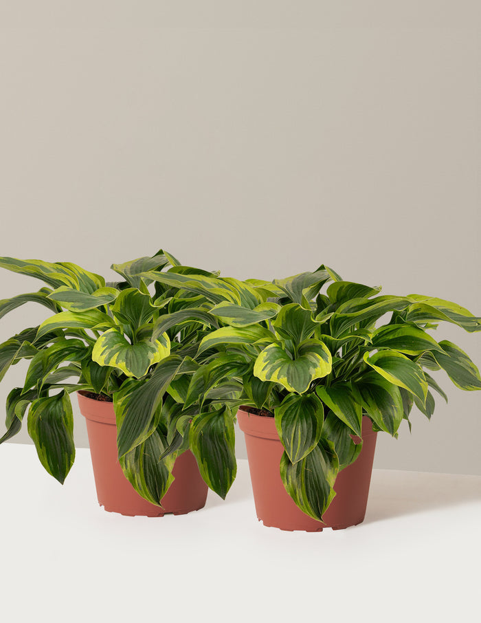 1 Gallon - 2-Pack / Grow Pot / Plastic