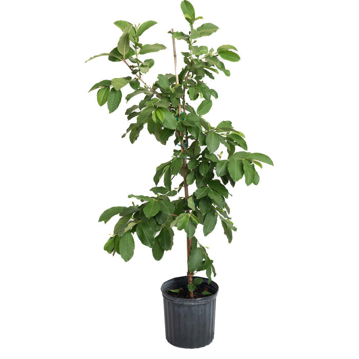 Guava Tree - White