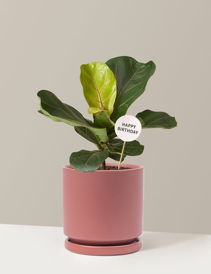 Medium (13-18" tall) / Isabella (6.25" wide) / Dusty Rose
