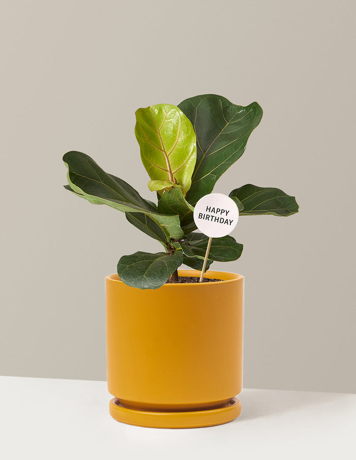 Medium (13-18" tall) / Isabella (6.25" wide) / Mustard