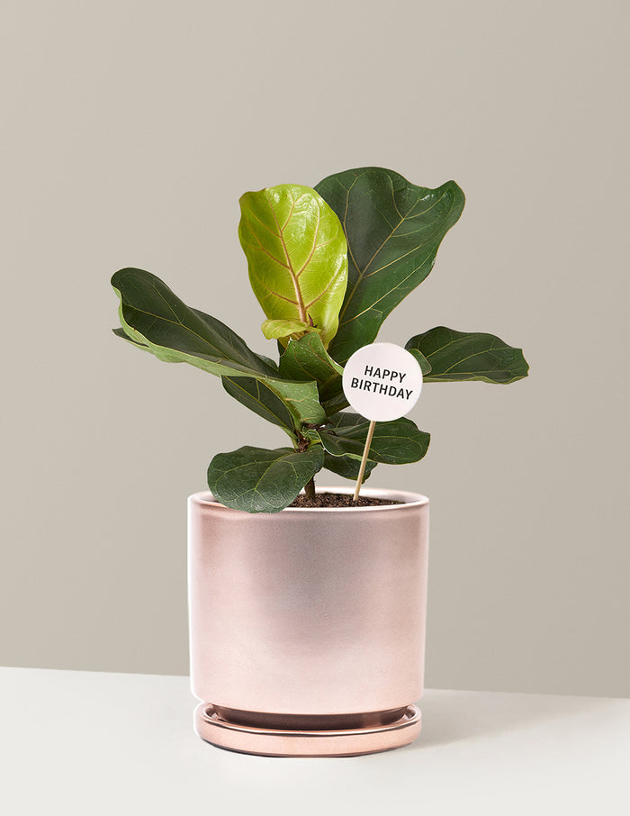 Medium (13-18" tall) / Isabella (6.25" wide) / Rose Gold