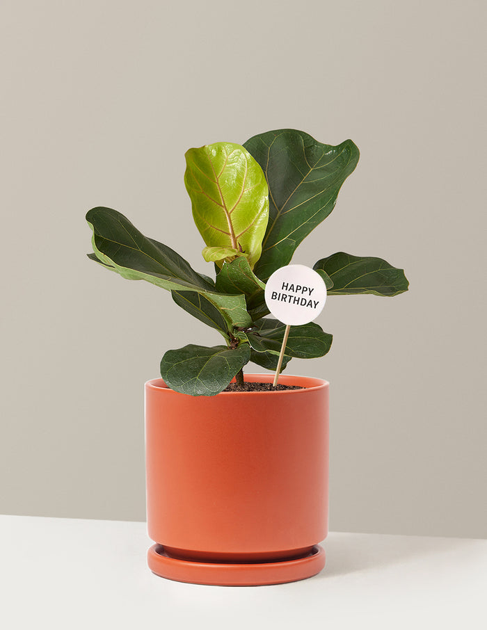 Medium (13-18" tall) / Isabella (6.25" wide) / Rust