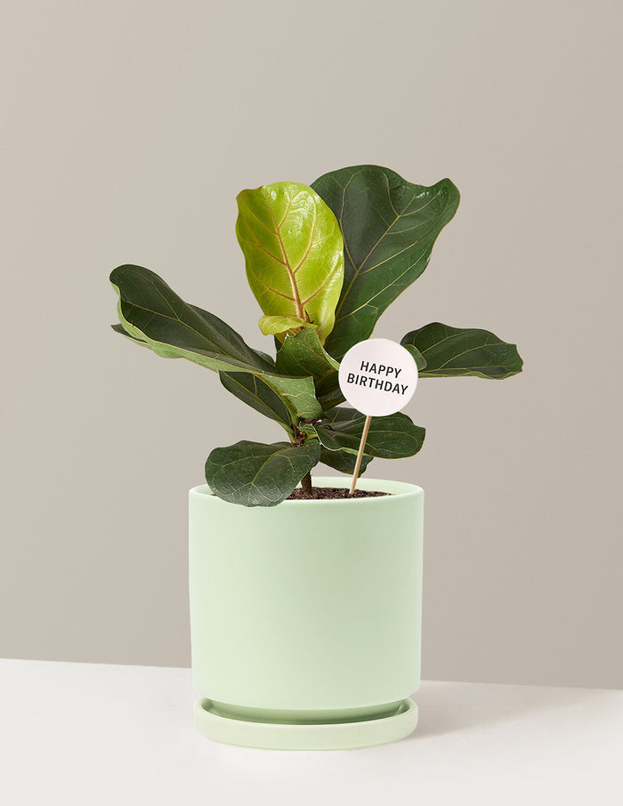Medium (13-18" tall) / Isabella (6.25" wide) / Sage