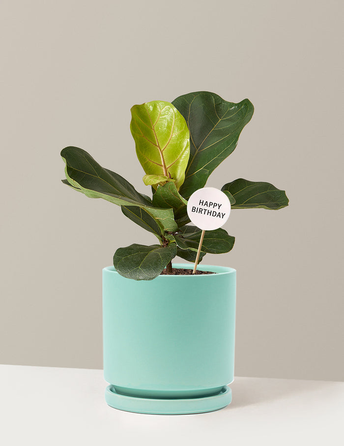 Medium (13-18" tall) / Isabella (6.25" wide) / Sea Glass