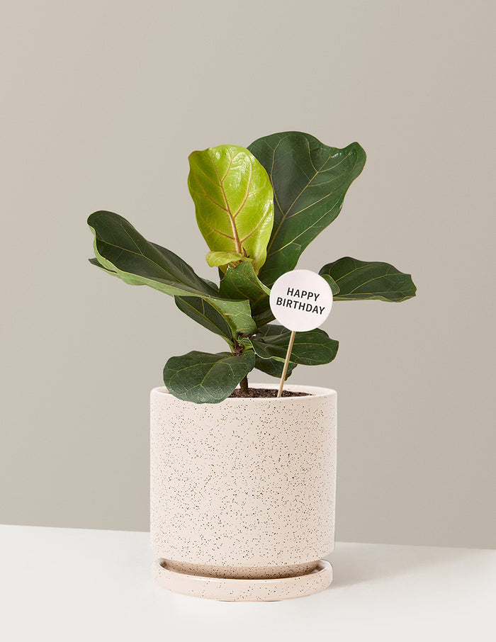 Medium (13-18" tall) / Isabella (6.25" wide) / White Sesame
