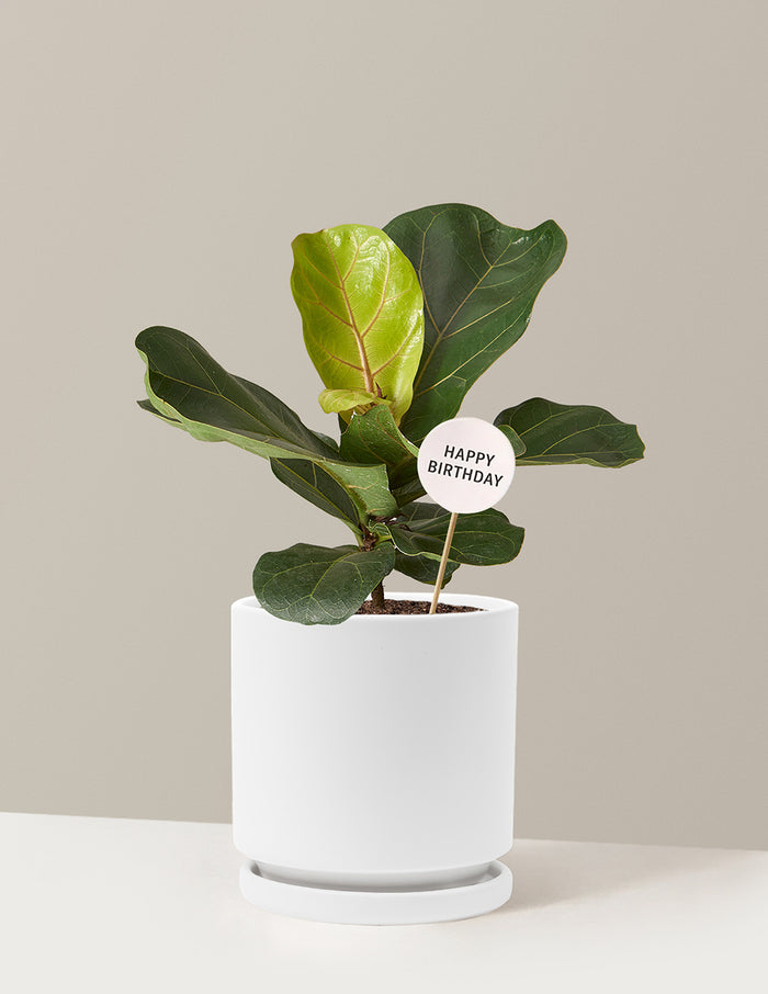 Medium (13-18" tall) / Isabella (6.25" wide) / White