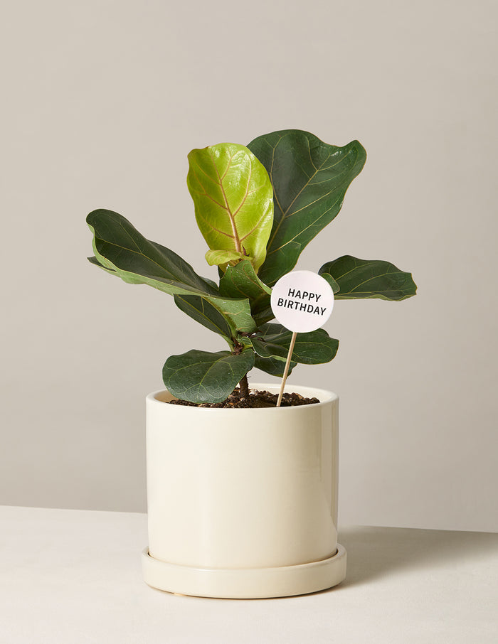 Happy Birthday Fiddle Leaf Fig Bush
