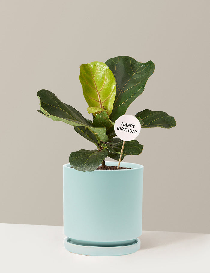 Happy Birthday Fiddle Leaf Fig Bush