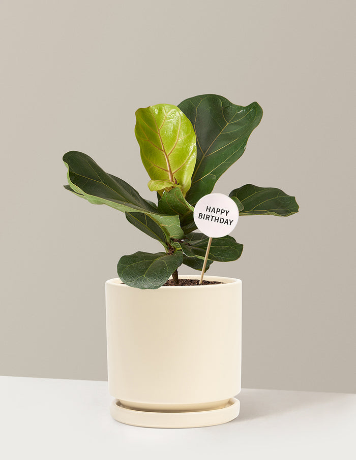 Happy Birthday Fiddle Leaf Fig Bush