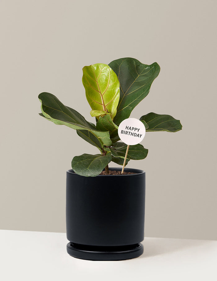 Medium (13-18" tall) / Isabella (6.25" wide) / Black