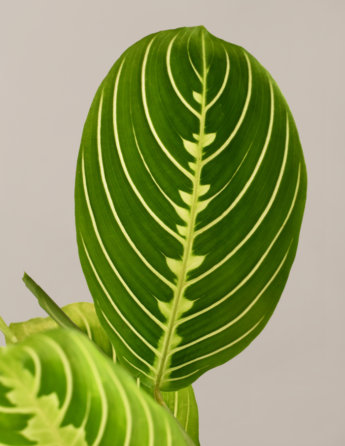 Happy Birthday Lemon Lime Prayer Plant