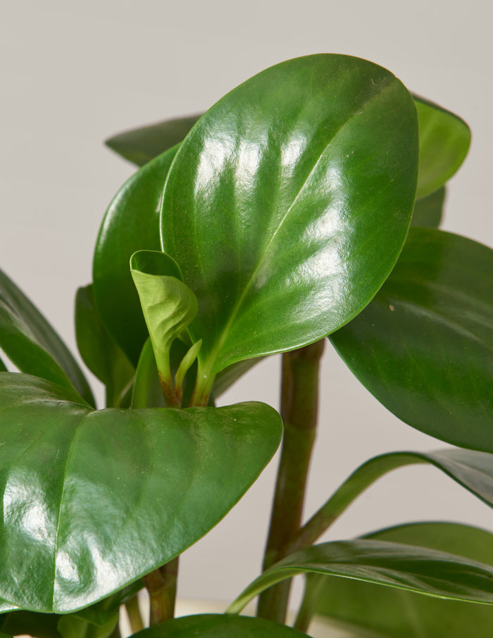 Happy Birthday Peperomia Green