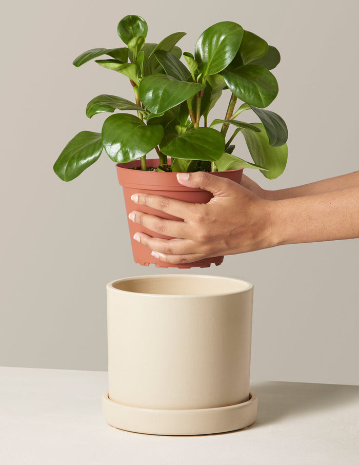 Happy Birthday Peperomia Green
