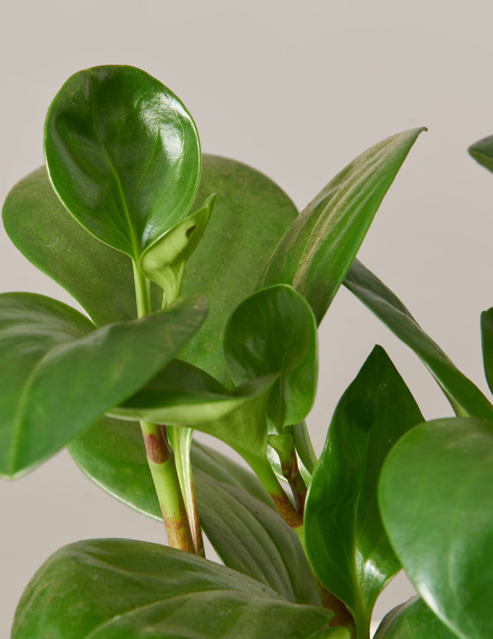 Happy Birthday Peperomia Green