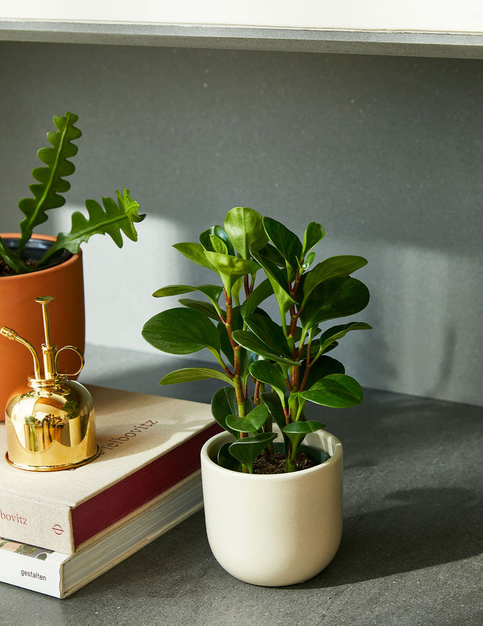 Happy Birthday Peperomia Green