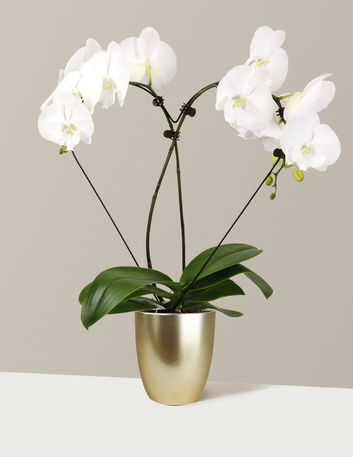 Heart Orchid