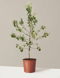 bundle | 4-5 ft. | Single Honeycrisp® Apple