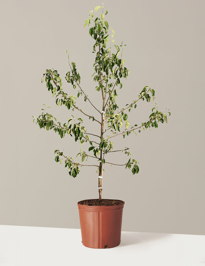 bundle | 4-5 ft. | Single Honeycrisp® Apple
