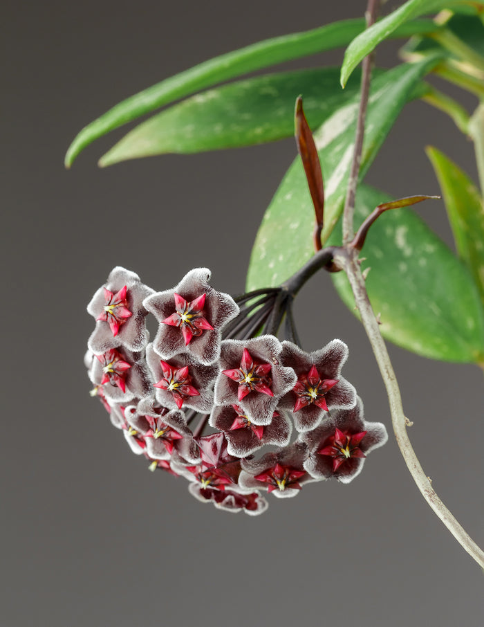 Hoya Pubicalyx Green