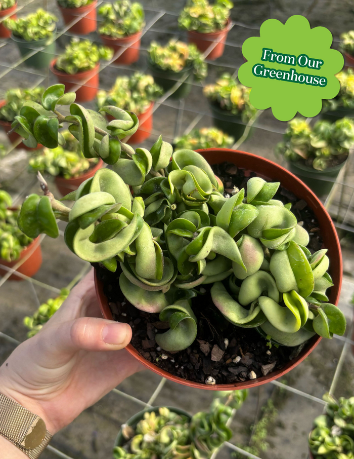 Hoya Rope
