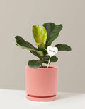 I Dig You Fiddle Leaf Fig Bush