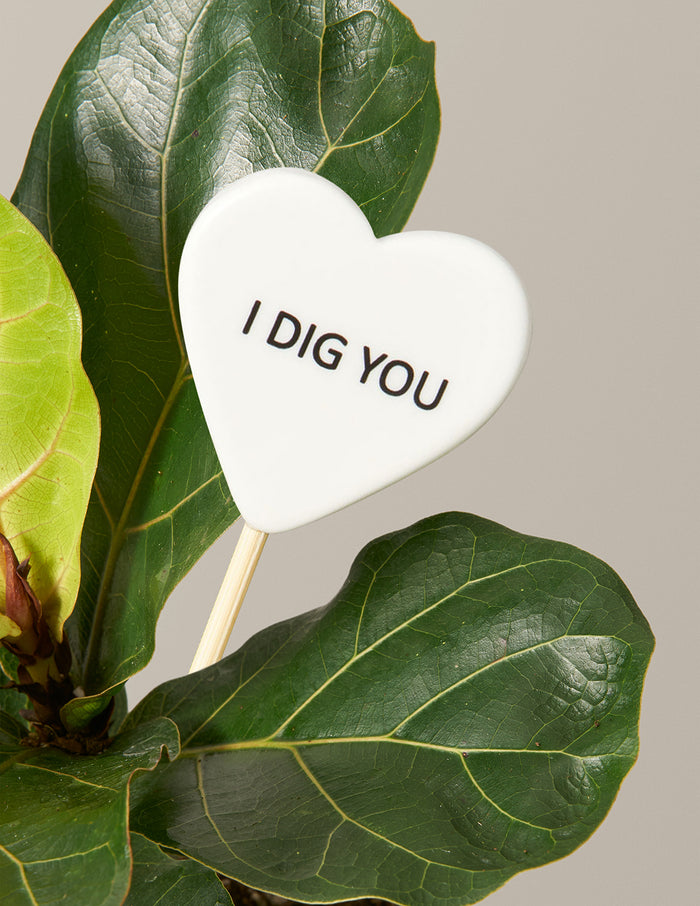 I Dig You Fiddle Leaf Fig Bush