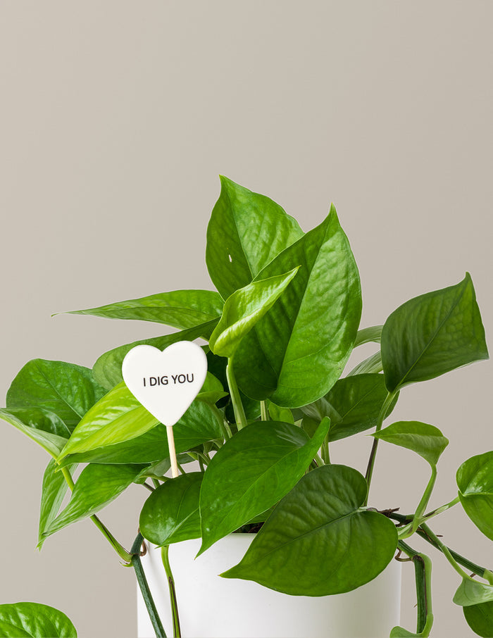 I Dig You Jade Pothos