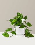 I Dig You Jade Pothos