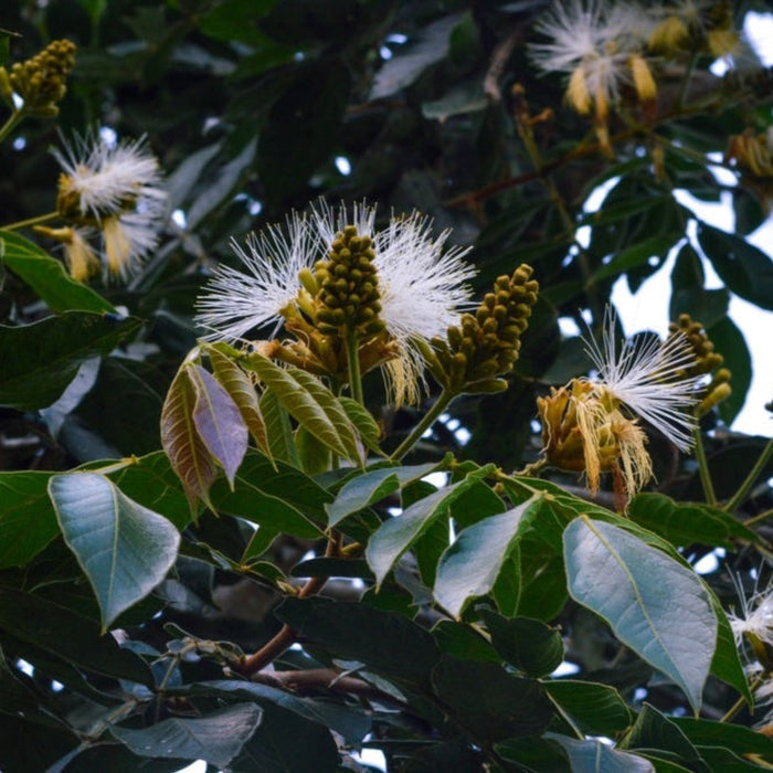 Ice Cream Bean Tree