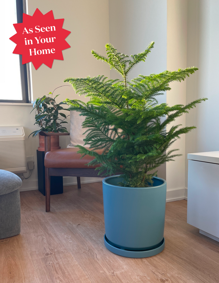 Isabella Ceramic Planter