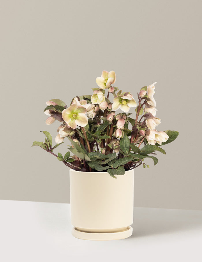 bundle | 1 Gallon | Isabella | Almond