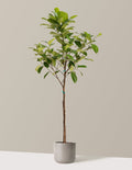 bundle | 5-6 ft. | Mexia | Cement Grey