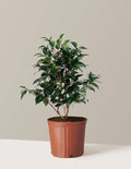 Jack's Camellia