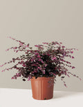 Jazz Hands Variegated® Loropetalum