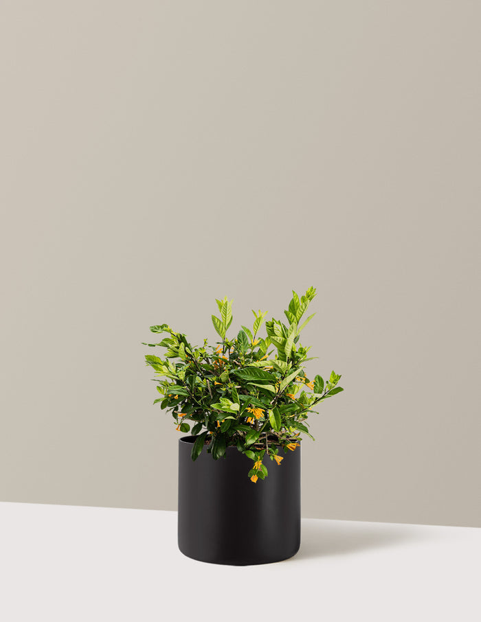 Juiced® Orange Jessamine