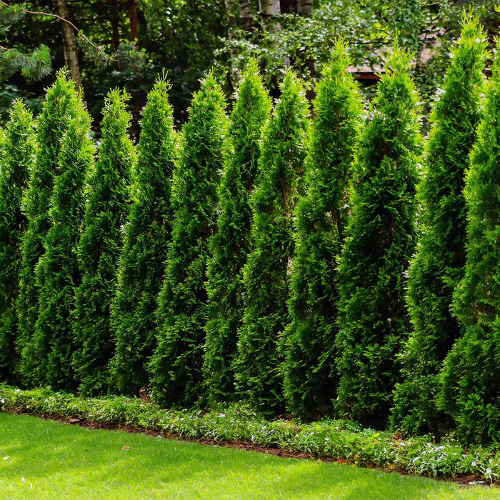 Junior Giant Thuja Tree