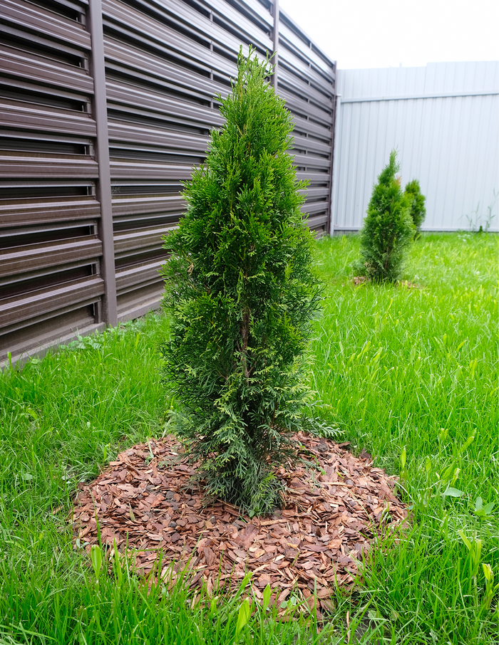 Junior Giant Thuja Tree