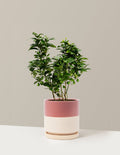 1 Gallon / Isabella (8.25" wide) / Top Half Dusty Rose