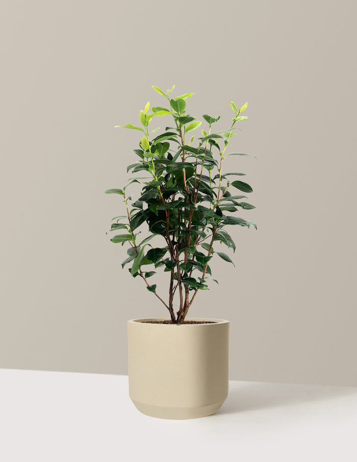 LA Peppermint Camellia