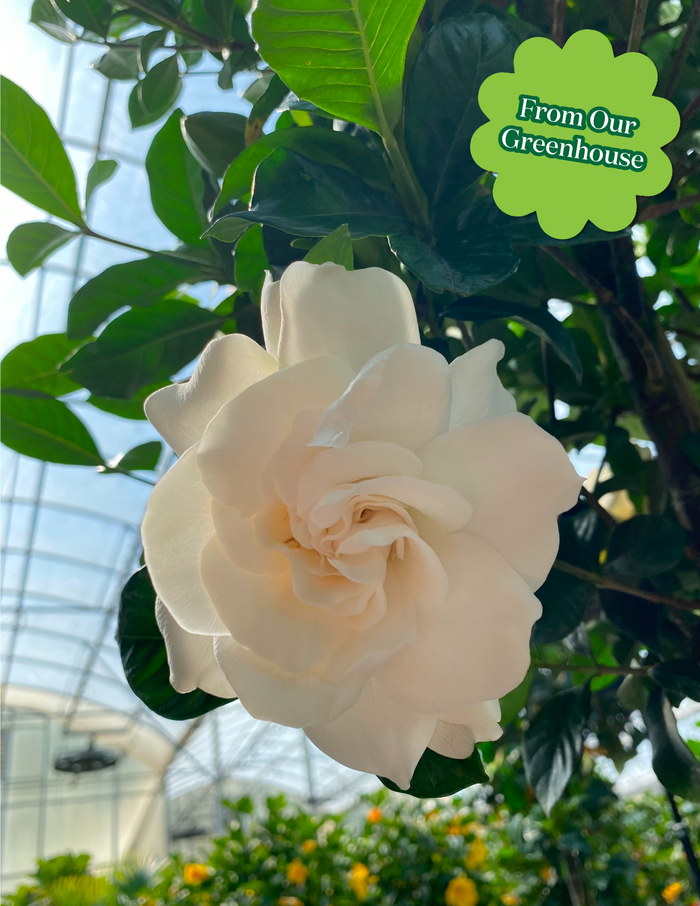 Large Braided Gardenia