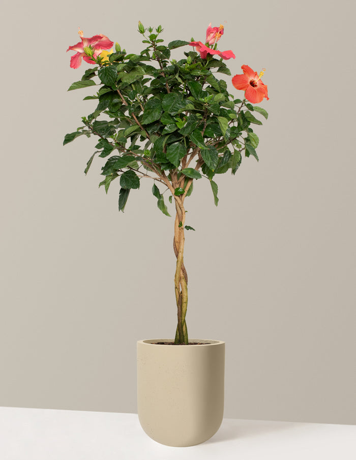 Large Braided Hibiscus