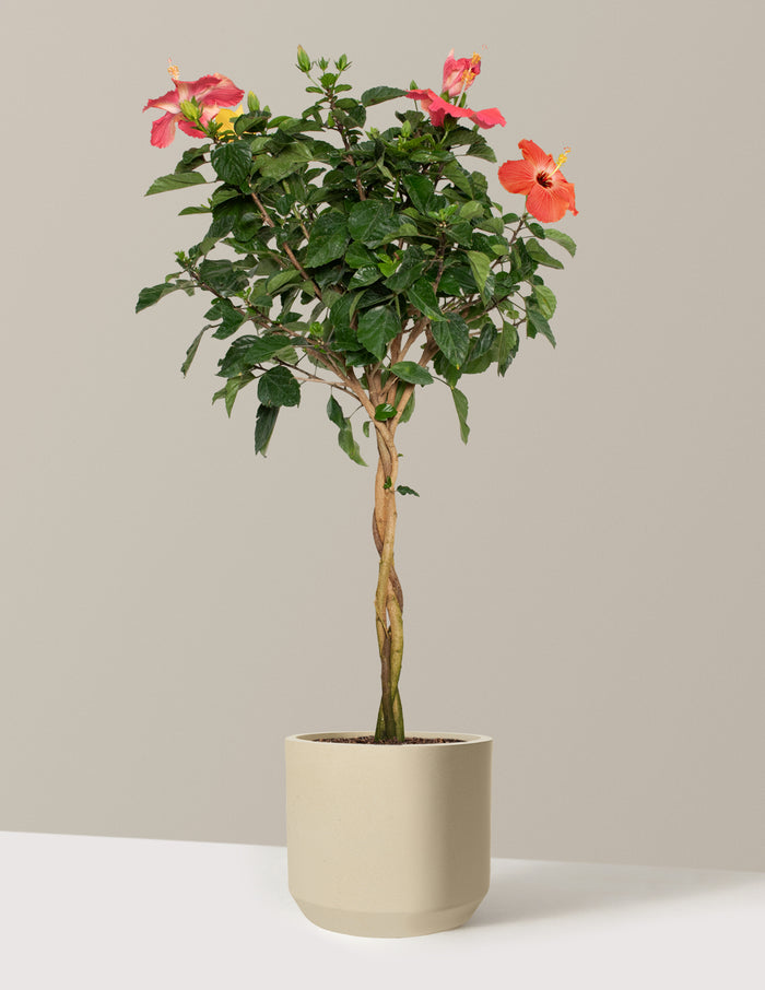 Large (3' to 4' tall) / Mexia (13" wide) / Sand