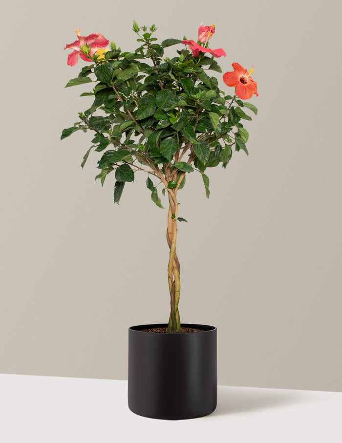 Large (3' to 4' tall) / Agnes (10" wide) / Black