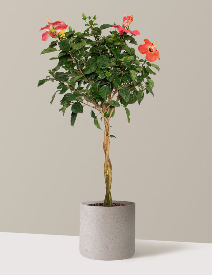 Large (3' to 4' tall) / Agnes (10" wide) / Cement Grey