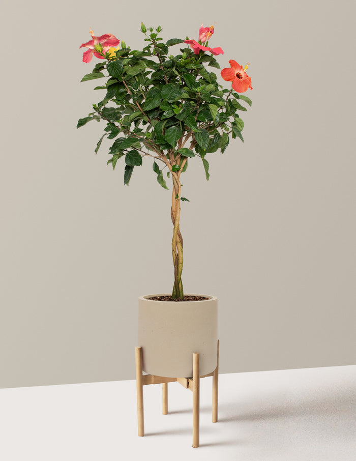 Large (3' to 4' tall) / Agnes with Light Bamboo Stand (10" wide) / Sand