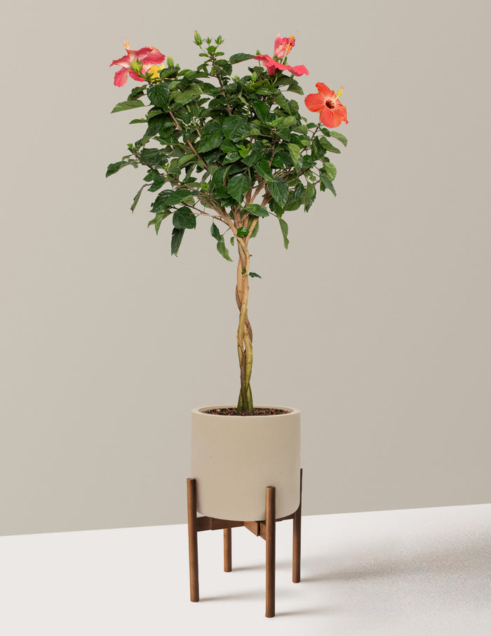 Large (3' to 4' tall) / Agnes with Dark Bamboo Stand (10" wide) / Sand