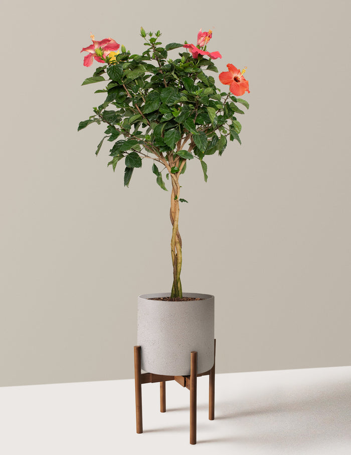 Large (3' to 4' tall) / Agnes with Dark Bamboo Stand (10" wide) / Cement Grey