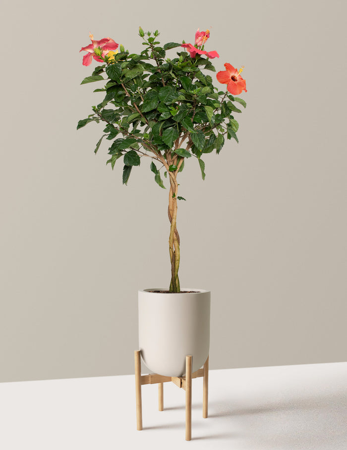 Large (3' to 4' tall) / Pallas with Light Bamboo Stand (12" wide) / Cream