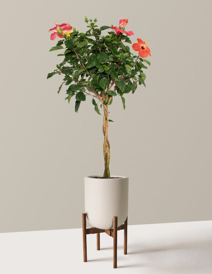 Large (3' to 4' tall) / Pallas with Dark Bamboo Stand (12" wide) / Cream