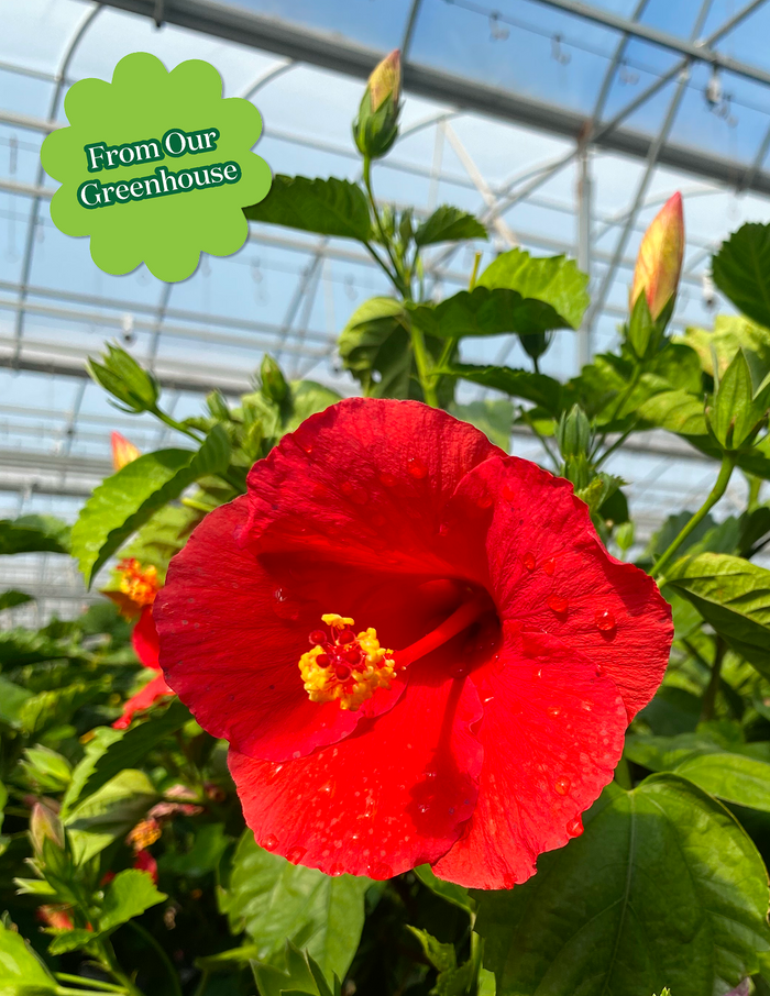 Large Braided Hibiscus